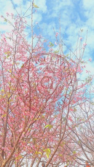 【Testing】春櫻-Spring Cherry Blossoms